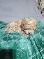 Ruffus, a male Miniature Goldendoodle for sale in Springtown, TX – 4 of 4