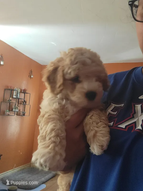 Takito – Miniature Goldendoodle puppy for sale in Springtown, TX