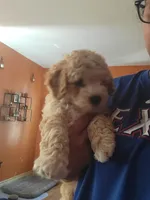 Takito, a male Miniature Goldendoodle for sale in Springtown, TX – 1 of 9