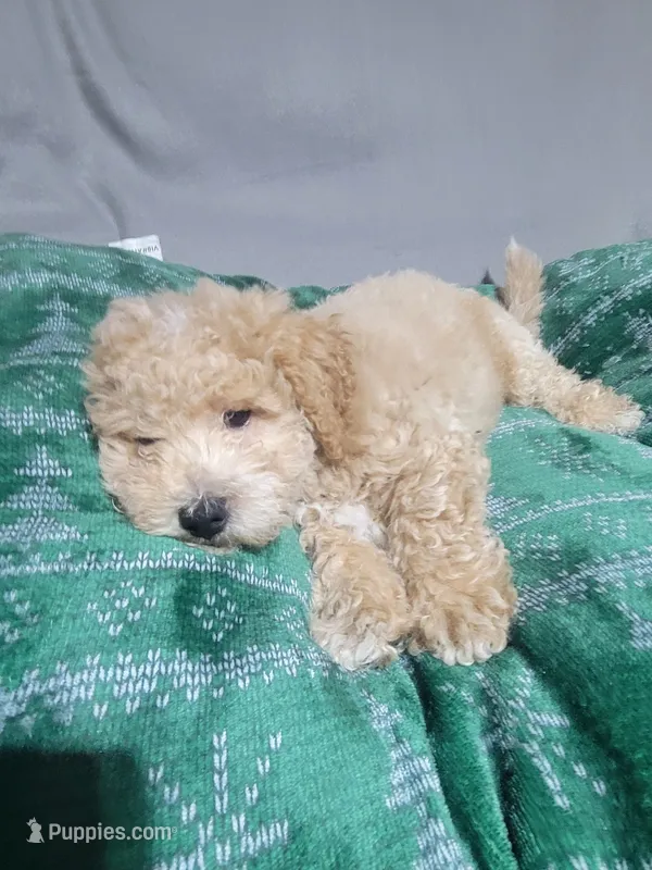 Max – Miniature Goldendoodle puppy for sale in Springtown, TX