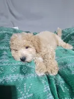 Max, a female Miniature Goldendoodle for sale in Springtown, TX – 1 of 6