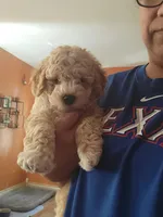 Takito, a male Miniature Goldendoodle for sale in Springtown, TX – 3 of 9