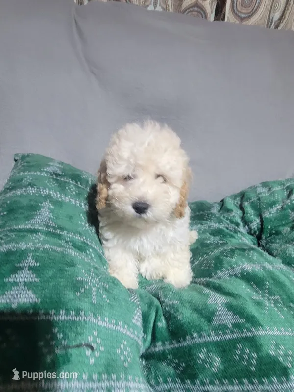 Mia – Miniature Goldendoodle puppy for sale in Springtown, TX
