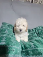 Mia, a female Miniature Goldendoodle for sale in Springtown, TX – 1 of 4
