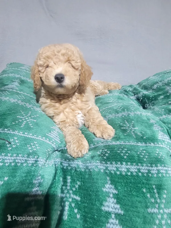 Rocky – Miniature Goldendoodle puppy for sale in Springtown, TX