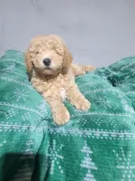 Rocky, a male Miniature Goldendoodle for sale in Springtown, TX – 1 of 3