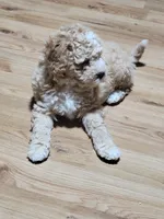 Takito, a male Miniature Goldendoodle for sale in Springtown, TX – 9 of 9