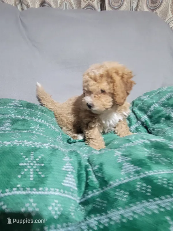 Vicko – Miniature Goldendoodle puppy for sale in Springtown, TX