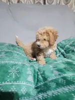 Vicko, a male Miniature Goldendoodle for sale in Springtown, TX – 1 of 3