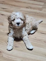 Takito, a male Miniature Goldendoodle for sale in Springtown, TX – 5 of 9