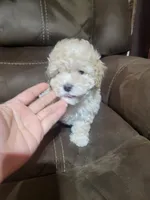 Lily , a female Maltipoo for sale in Springtown, TX – 2 of 6