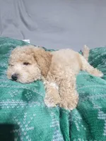 Max, a female Miniature Goldendoodle for sale in Springtown, TX – 3 of 6