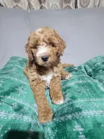 Taz, a male Miniature Goldendoodle for sale in Springtown, TX – 4 of 6