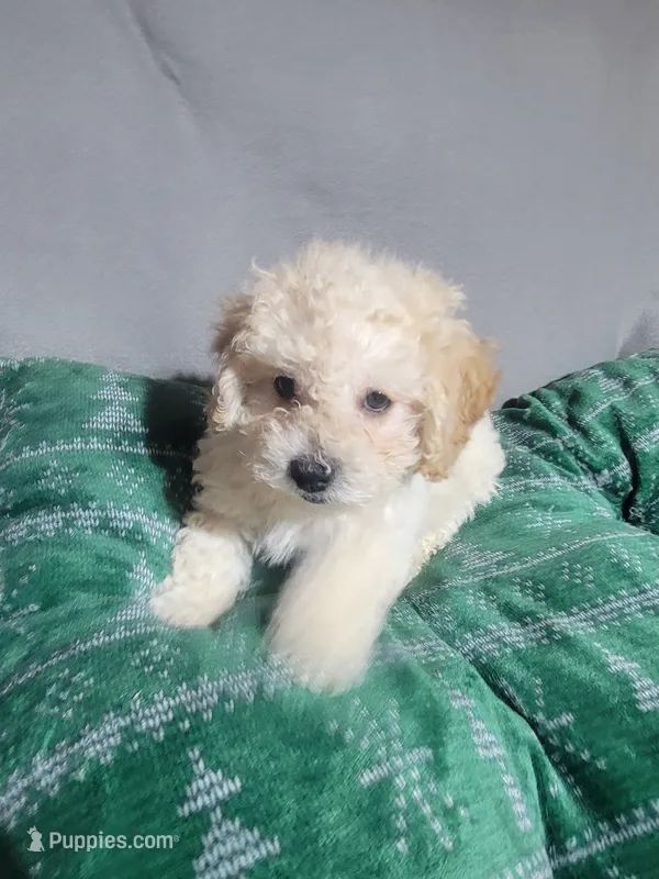 Bobby – Miniature Goldendoodle puppy for sale in Springtown, TX