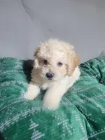 Bobby, a male Miniature Goldendoodle for sale in Springtown, TX – 1 of 6