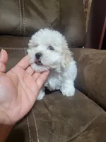 Molly, a female Maltipoo for sale in Springtown, TX – 3 of 4
