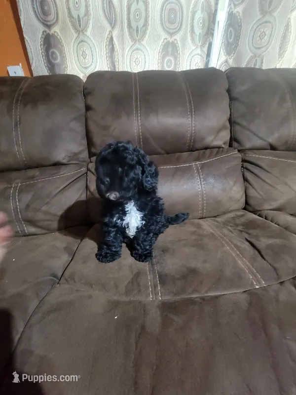 Candy – Poodle - Toy  puppy for sale in Springtown, TX