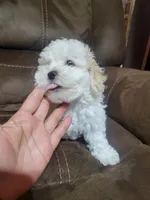 Molly, a female Maltipoo for sale in Springtown, TX – 2 of 4