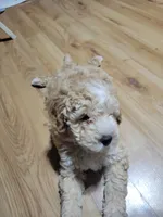 Takito, a male Miniature Goldendoodle for sale in Springtown, TX – 6 of 9