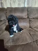 Pepper, a male Poodle - Toy  for sale in Springtown, TX – 5 of 7