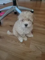 Lily , a female Maltipoo for sale in Springtown, TX – 5 of 6