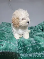 Mia, a female Miniature Goldendoodle for sale in Springtown, TX – 3 of 4