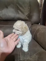 Lily , a female Maltipoo for sale in Springtown, TX – 6 of 6