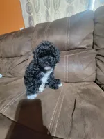 Pepper, a male Poodle - Toy  for sale in Springtown, TX – 3 of 7