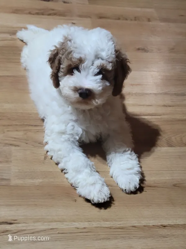 Coco – Miniature Goldendoodle puppy for sale in Springtown, TX