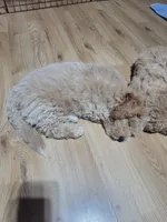 Milo, a male Miniature Goldendoodle for sale in Springtown, TX – 2 of 2