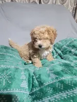 Vicko, a male Miniature Goldendoodle for sale in Springtown, TX – 2 of 3