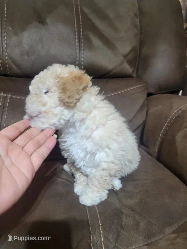Lily  – Maltipoo puppy for sale in Springtown, TX
