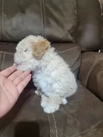 Lily , a female Maltipoo for sale in Springtown, TX – 1 of 6