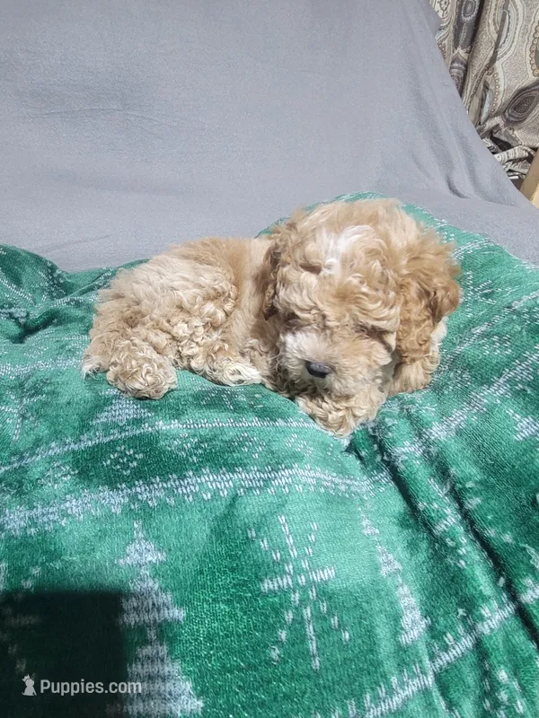 Ruffus – Miniature Goldendoodle puppy for sale in Springtown, TX