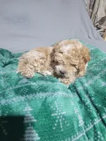 Ruffus, a male Miniature Goldendoodle for sale in Springtown, TX – 1 of 4
