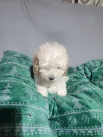 Mia, a female Miniature Goldendoodle for sale in Springtown, TX – 2 of 4