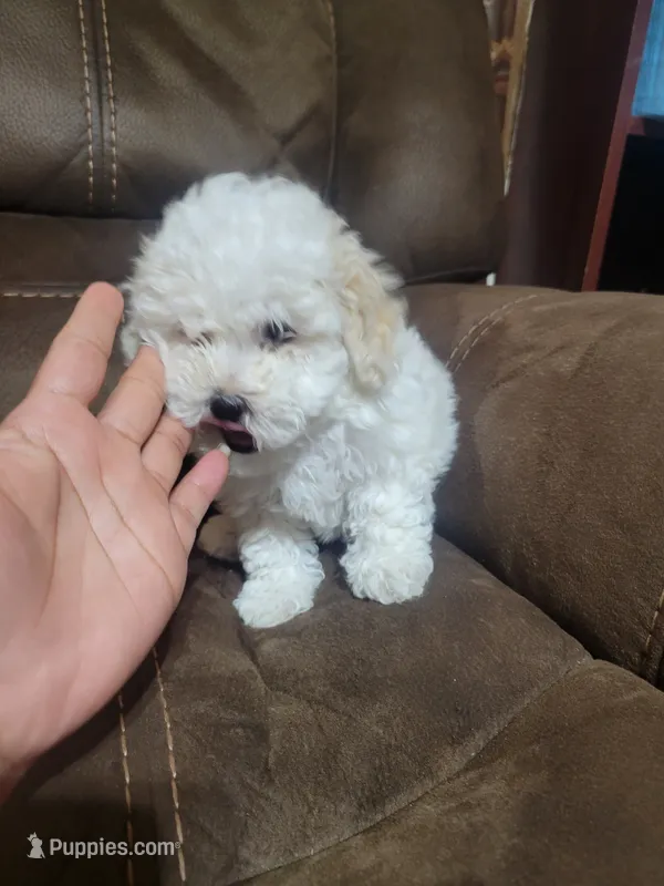Molly – Maltipoo puppy for sale in Springtown, TX
