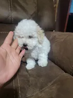 Molly, a female Maltipoo for sale in Springtown, TX – 1 of 4