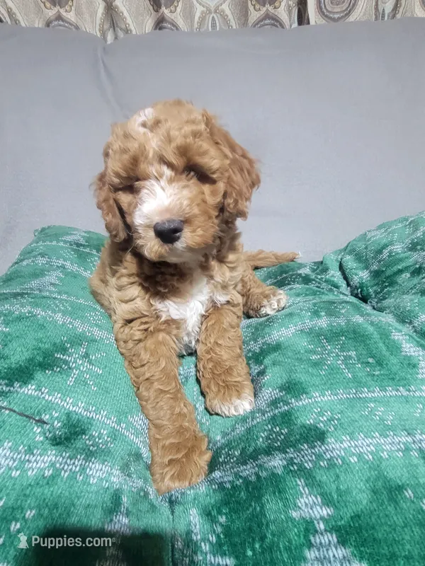 Taz – Miniature Goldendoodle puppy for sale in Springtown, TX