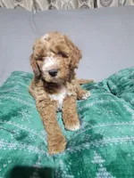 Taz, a male Miniature Goldendoodle for sale in Springtown, TX – 1 of 6