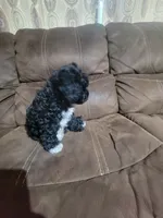 Pepper, a male Poodle - Toy  for sale in Springtown, TX – 6 of 7