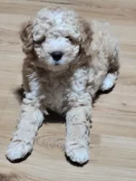 Takito, a male Miniature Goldendoodle for sale in Springtown, TX – 8 of 9