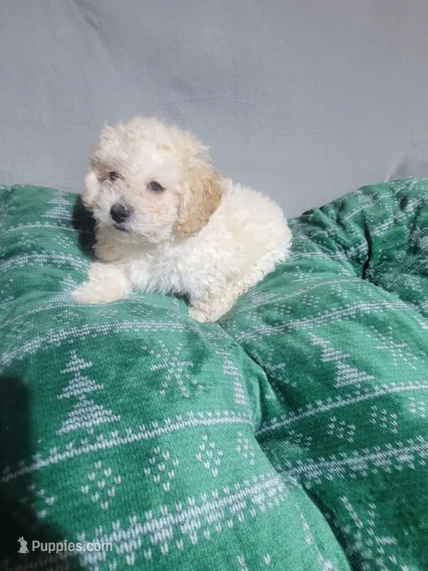 Bobby – Miniature Goldendoodle puppy for sale in Springtown, TX