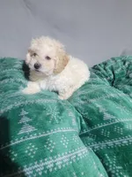 Bobby, a male Miniature Goldendoodle for sale in Springtown, TX – 2 of 6
