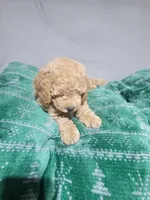 Rocky, a male Miniature Goldendoodle for sale in Springtown, TX – 2 of 3