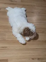 Coco, a male Miniature Goldendoodle for sale in Springtown, TX – 4 of 4
