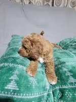 Taz, a male Miniature Goldendoodle for sale in Springtown, TX – 6 of 6