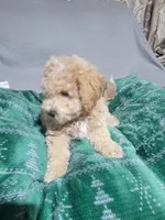 Max, a female Miniature Goldendoodle for sale in Springtown, TX – 5 of 6