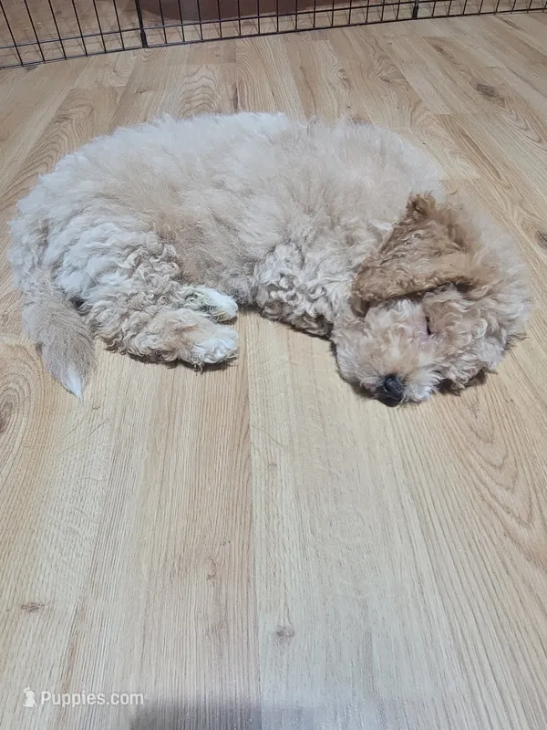 Milo – Miniature Goldendoodle puppy for sale in Springtown, TX