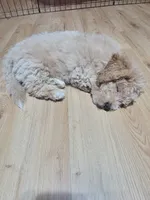 Milo, a male Miniature Goldendoodle for sale in Springtown, TX – 1 of 2